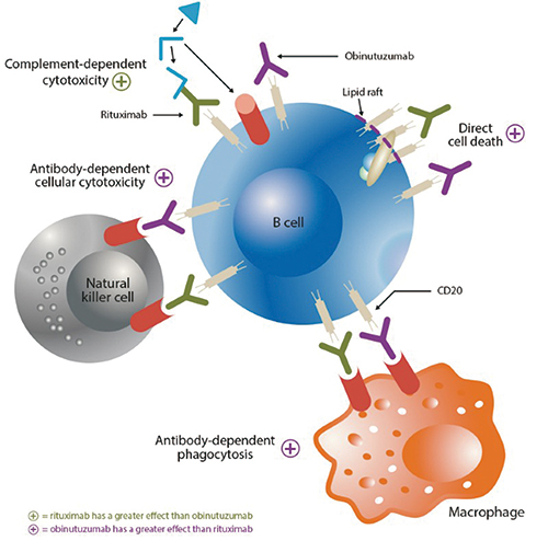 慢性淋巴细胞白血病 Obinutuzumab、依鲁替尼联合Venetoclax值得研究