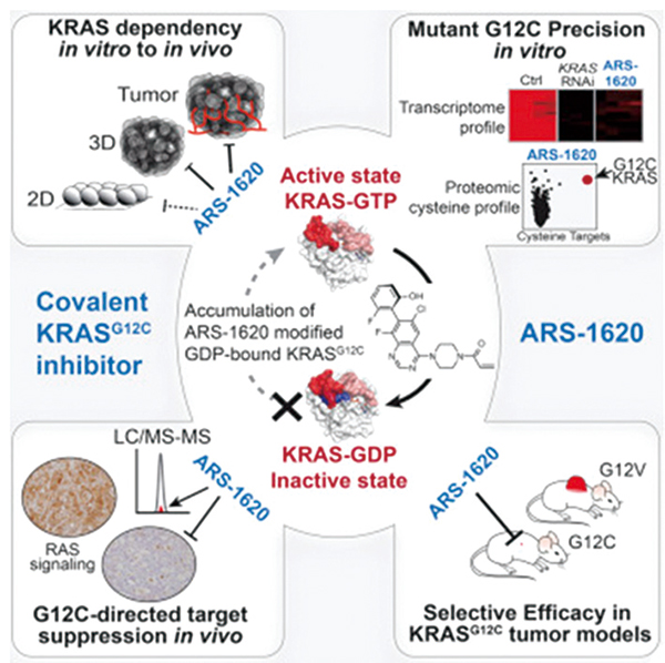 真实世界晚期NSCLC KRAS野生型、G12C突变或非G12C突变与结局无关