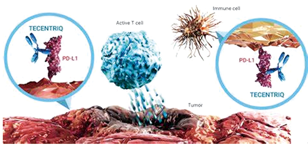 STK11/KEAP1突变非鳞状NSCLC 阿替利珠单抗或多西他赛治疗获益不更优