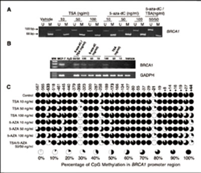 正常组织BRCA1甲基化增加卵巢癌风险