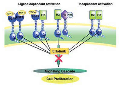 EGFR 19/21外显子突变ⅢAN2期NSCLC 新辅助厄洛替尼对比化疗改善了PFS