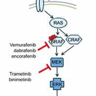 BRAF突变的转移性结直肠癌 Encorafenib、Binimetinib联合西妥昔单抗改善生存
