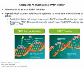 携带生殖系遗传变异的可手术乳腺癌 Talazoparib新辅助疗法有效