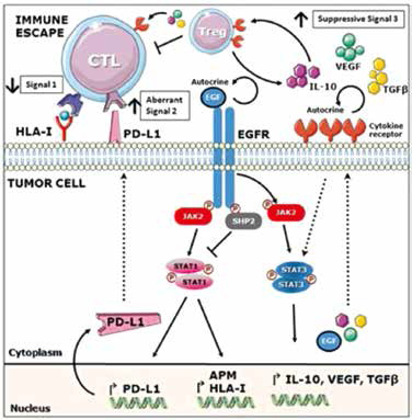 EGFR-TKI联合PD-L1抗体的顺序和时机对肺炎有影响