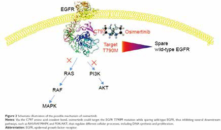 EGFR突变晚期NSCLC 奥希替尼对软脑膜转移有效