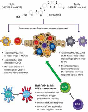 Sitravatinib/Tislelizumab对卵巢癌有抗肿瘤活性