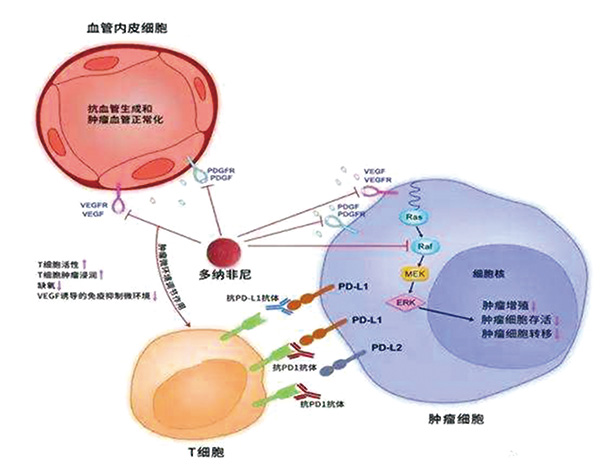多纳非尼一线治疗晚期肝癌临床研究入选ASCO口头报告 