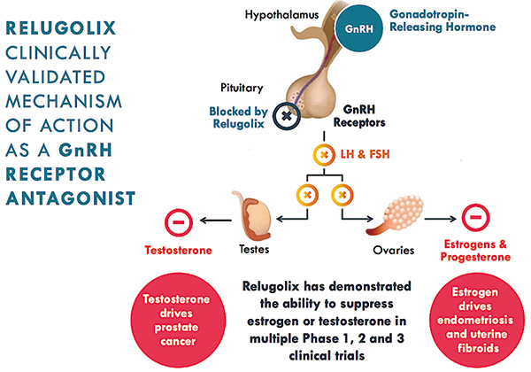 中高危前列腺癌 Relugolix去势安全有效