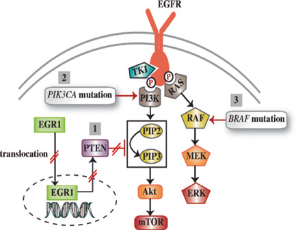 EGFR突变NSCLC TP53突变对一代和二代TKI治疗的预后作用