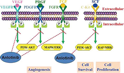 Anlotinib对复发性小细胞肺癌或安全有效