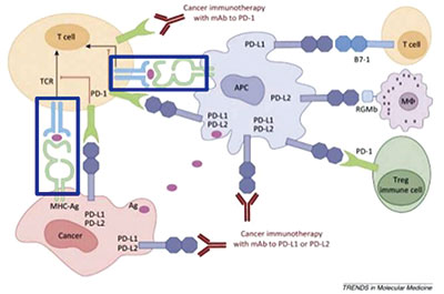 转移性鳞状NSCLC 帕博利珠单抗联合化疗可为一线选择