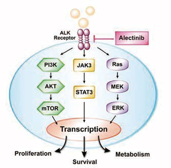 一线治疗ALK阳性NSCLC 阿来替尼对比克唑替尼的PFS仍更优