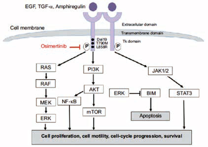 ⅠB~ⅢA期EGFR突变晚期NSCLC 奥希替尼辅助治疗有显著DFS获益