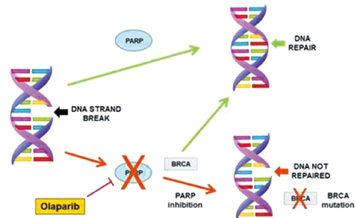 BRCA1/2突变铂敏感型复发性卵巢癌 奥拉帕利可作维持治疗选择