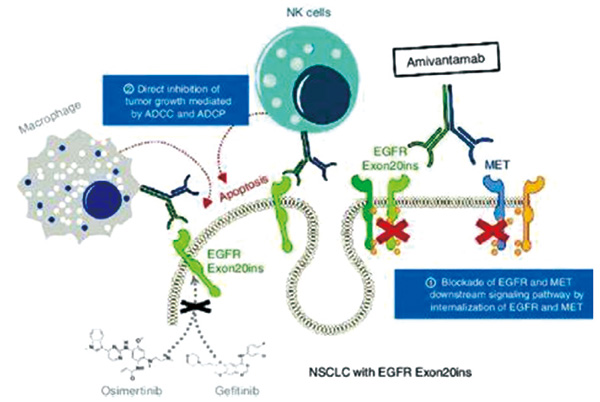 铂类失败的NSCLC 有EGFR Exon20ins突变者或可用Amivantamab