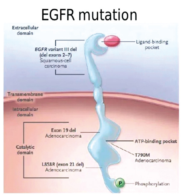 复发转移性非鳞状NSCLC 后线治疗不应联用厄洛替尼