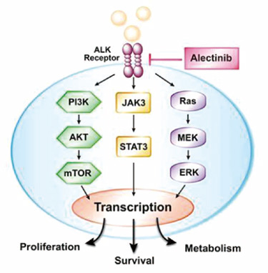 ALK阳性、克唑替尼难治性NSCLC 定量偏倚分析提示阿来替尼优于塞瑞替尼