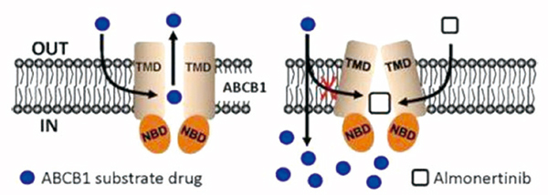 EGFR T790M阳性晚期NSCLC 后线应用Aumolertinib有效且耐受