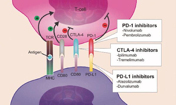 携带EGFR突变NSCLC Tremelimumab联合吉非替尼后线应用待商榷