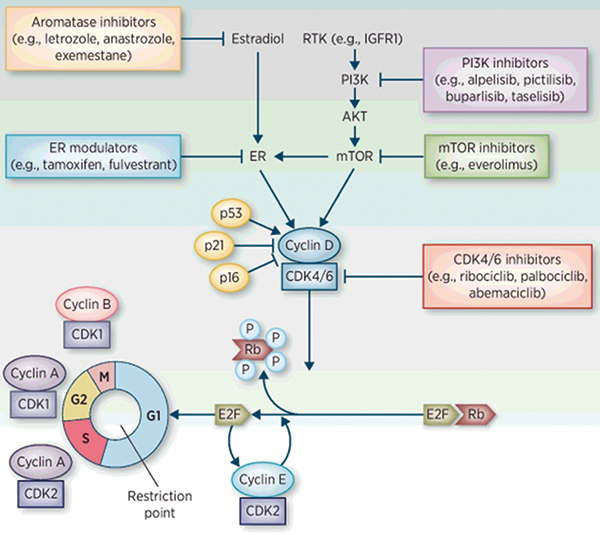 RIBECCA研究HR+乳腺癌 Ribociclib有良好的免疫调节作用
