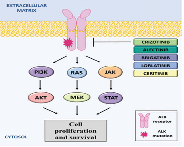ALK阳性NSCLC 劳拉替尼治疗进展后仍可继续应用