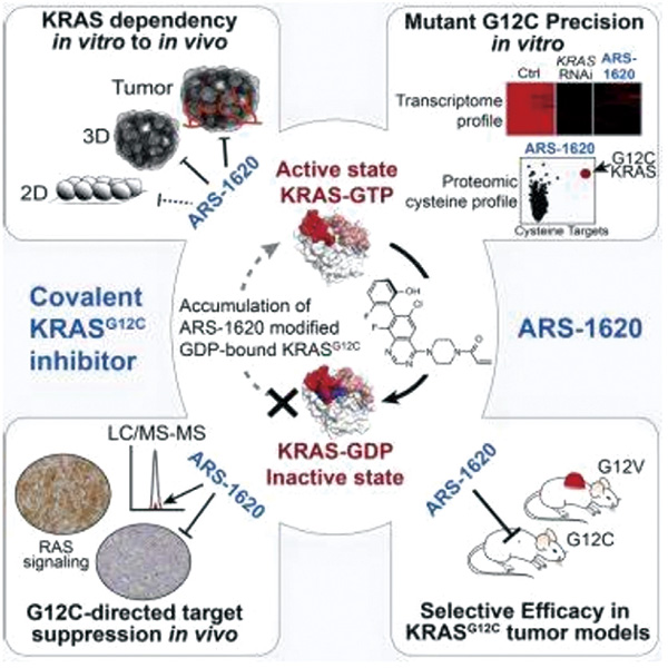 Ⅳ期非鳞状NSCLC KRAS p. G12C突变率约为15%