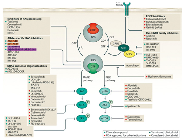 KRAS G12C突变NSCLC Sotorasib显示有长期疗效