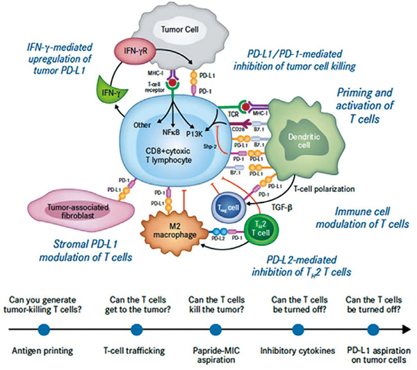 复发或转移性宫颈癌 PD-L1抗体Socazolimab治疗安全有效