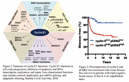 CCNE1扩增的难治性实体瘤 Adavosertib单药毒性可控、疗效可期