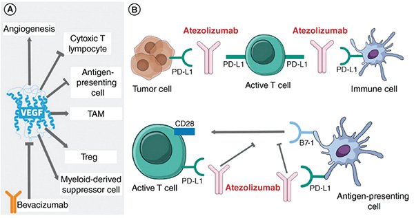 高TMB的晚期非鳞状NSCLC 一线阿替利珠单抗、贝伐珠单抗有效