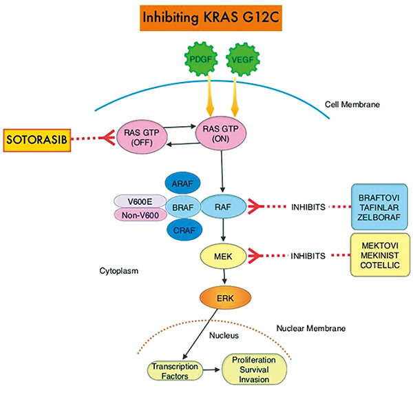 KRAS p.g12c突变的晚期胰腺癌 Sotorasib显示抗肿瘤活性及可接受安全性