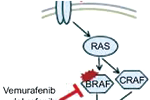 未经治疗的BRAF V600E突变型转移性结直肠癌 Encorafenib+Binimetinib+西妥昔单抗安全有效