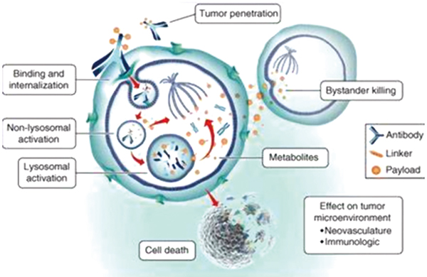 叶酸受体α高表达铂耐药卵巢癌 Mirvetuximab Soravtansine似安全有效 