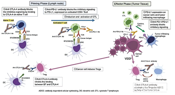 抗PD-（L）1单药经治的复发/难治性NSCLC 度伐利尤单抗联合Tremelimumab安全性可控
