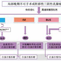 三阴性乳腺癌 复旦分型指导精准一线治疗研究发表
