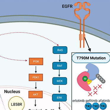 EGFR变异的NSCLC 吉非替尼联合化疗有长期的生存获益