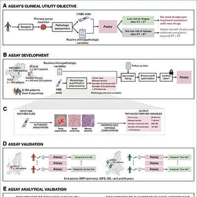 新检测可识别高危ER+/HER2-早期乳腺癌