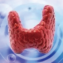 甲状腺激素与上皮性卵巢癌风险及生存关系研究