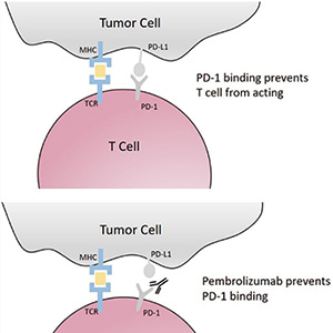 晚期阴茎鳞状细胞癌 帕博利珠单抗联合化疗有效且安全