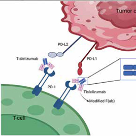 BRPC/LAPC的转化治疗 替雷利珠单抗联合大分割放疗及化疗疗效可