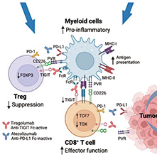 局部进展期直肠癌 阿替利珠单抗联合tiragolumab提高pCR率