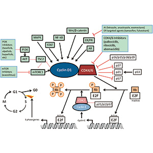 晚期乳腺癌 一线使用CDK4/6i改善总生存